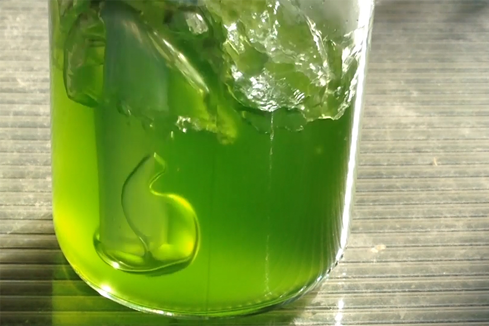 algae bubbles