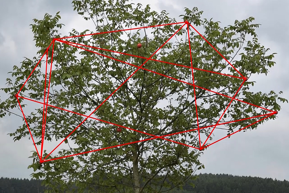 tree movement visualization